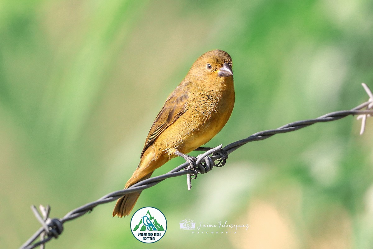 gulbukfrøeter - ML646099868