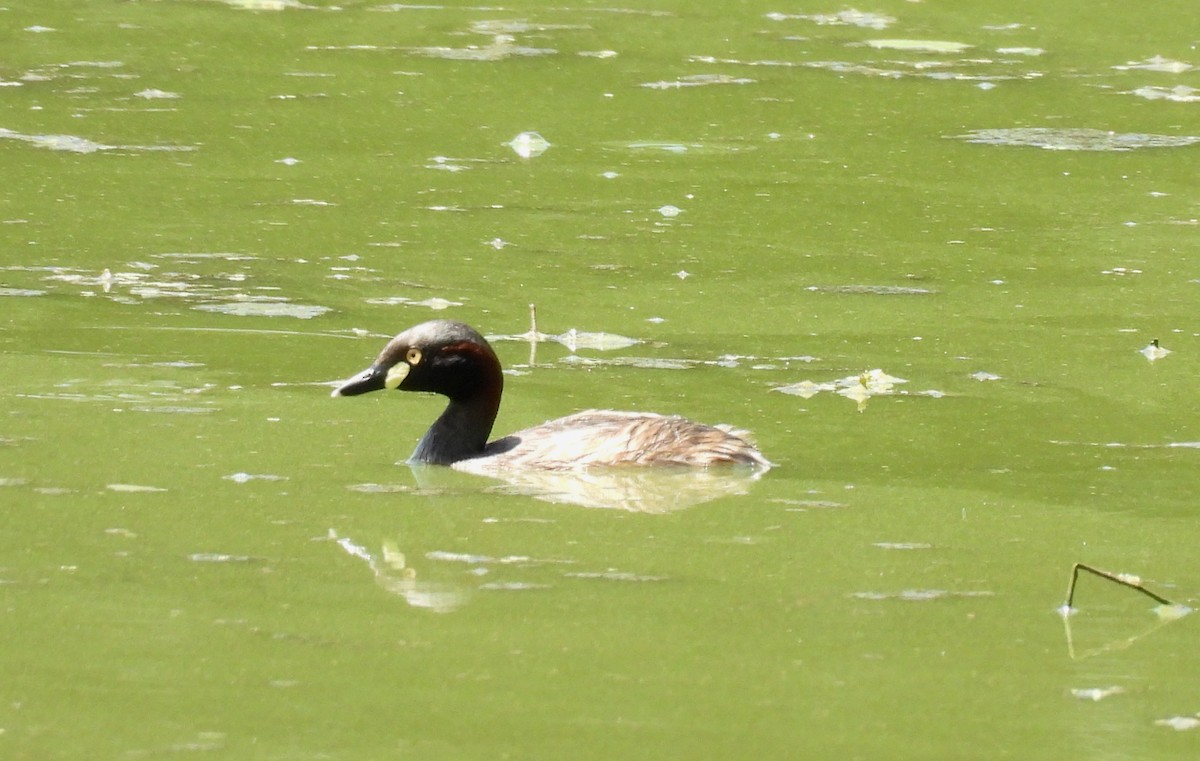 oseaniadykker - ML646099871