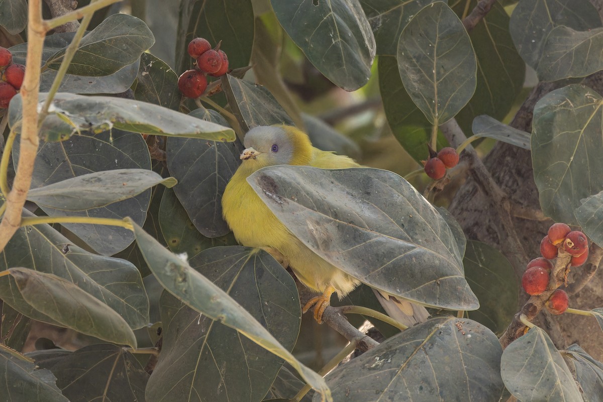 kragegrønndue - ML646099872