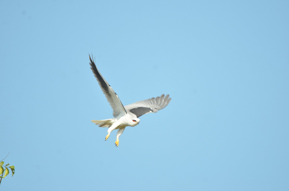 svartvingeglente - ML646099873