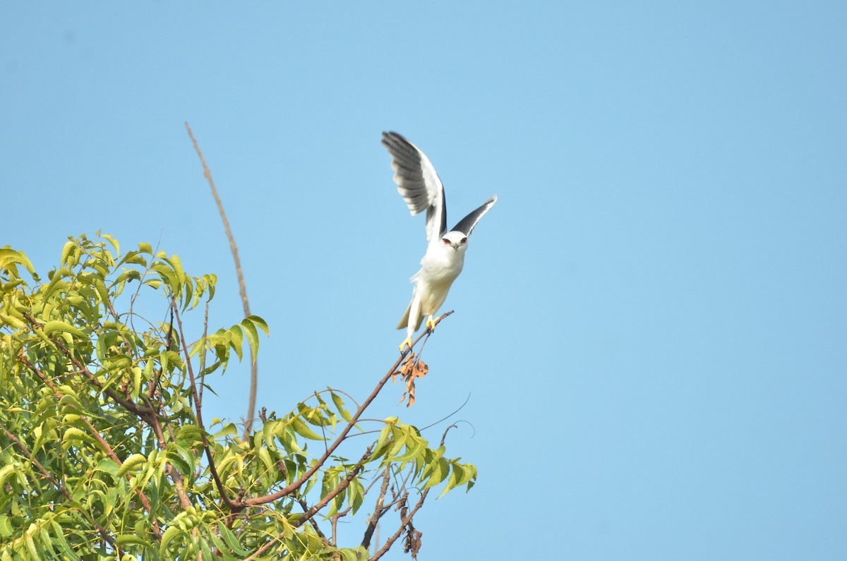 svartvingeglente - ML646099875