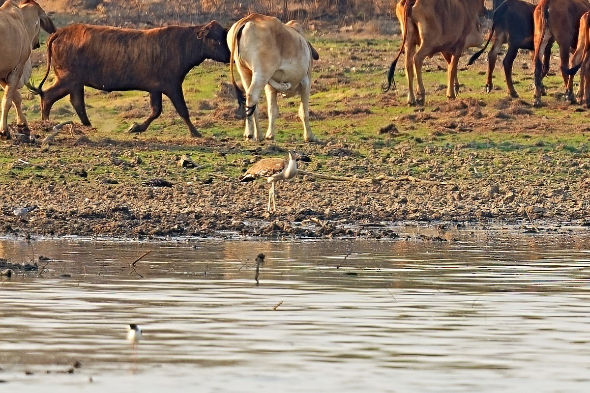 australiatrappe - ML646099876