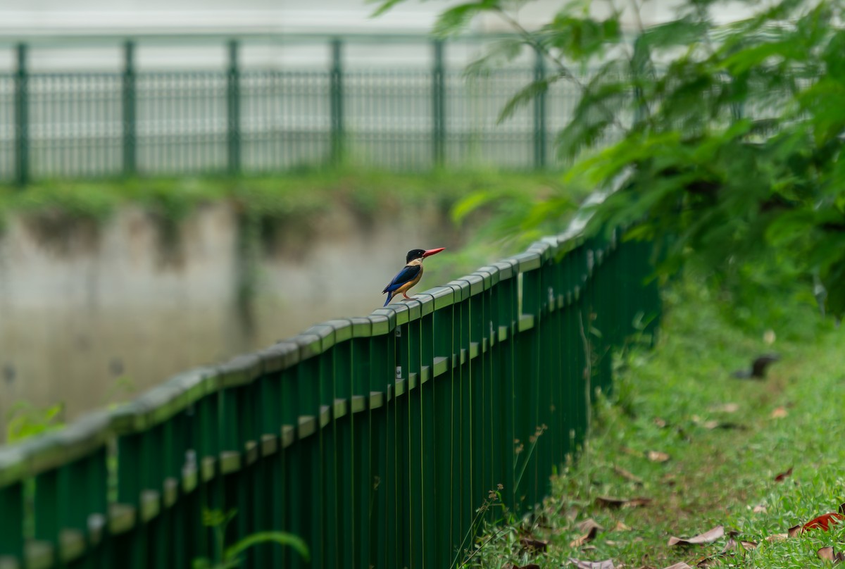 svarthetteisfugl - ML646099879