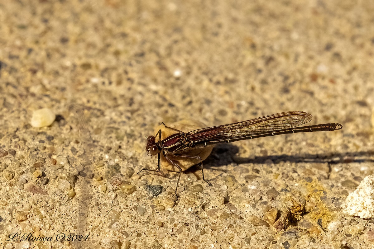 Animals - ML646099885