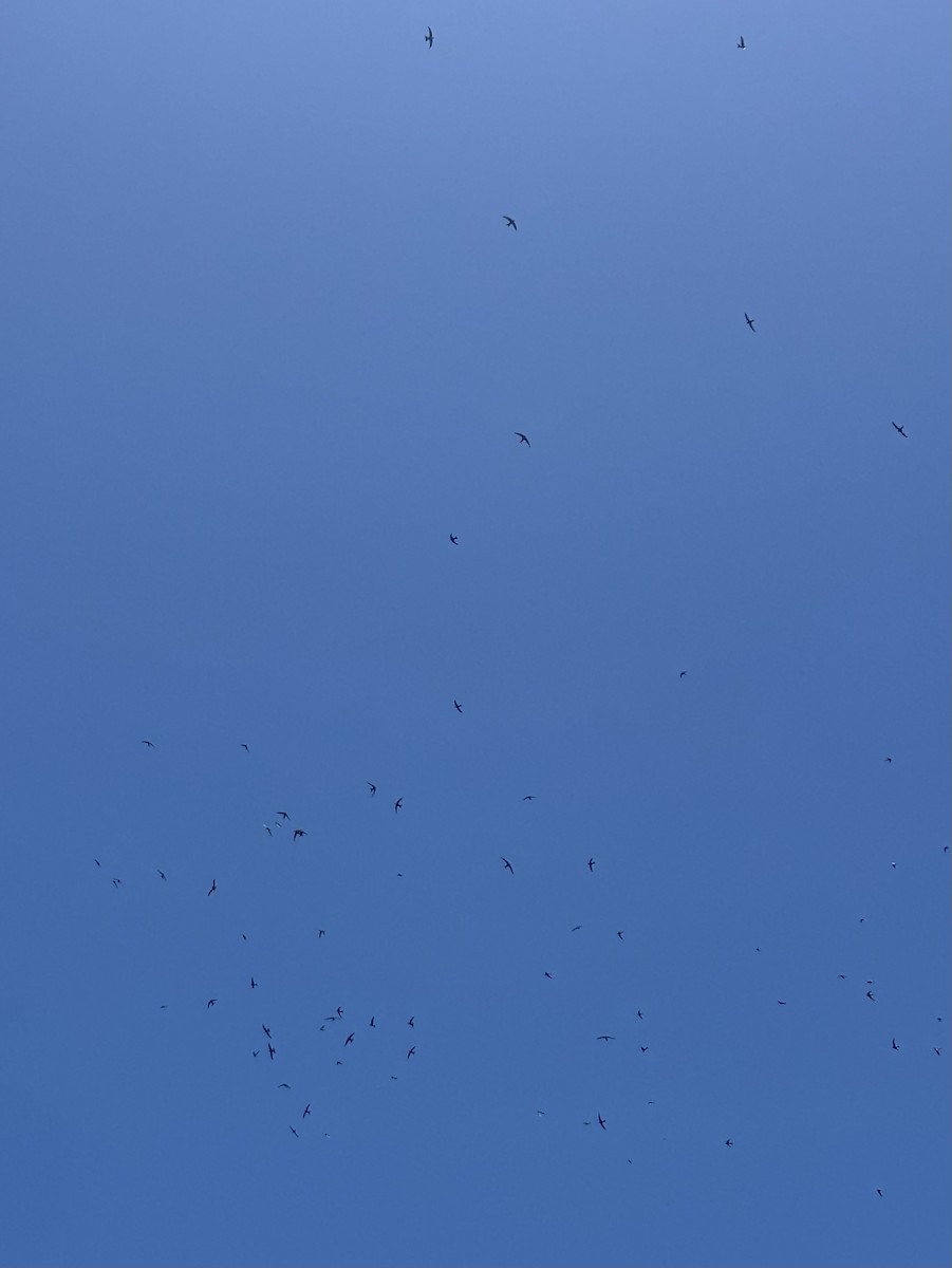 Pacific Swift - ML646099889