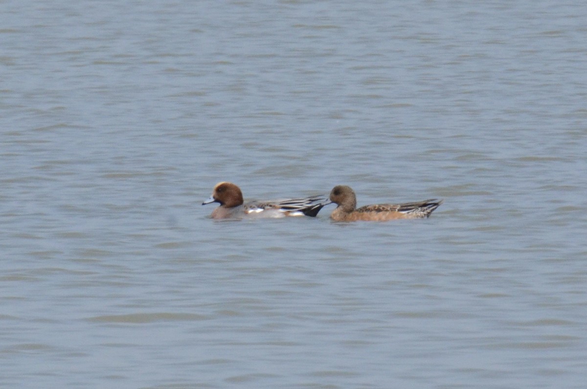 Eurasian Wigeon - ML646099897