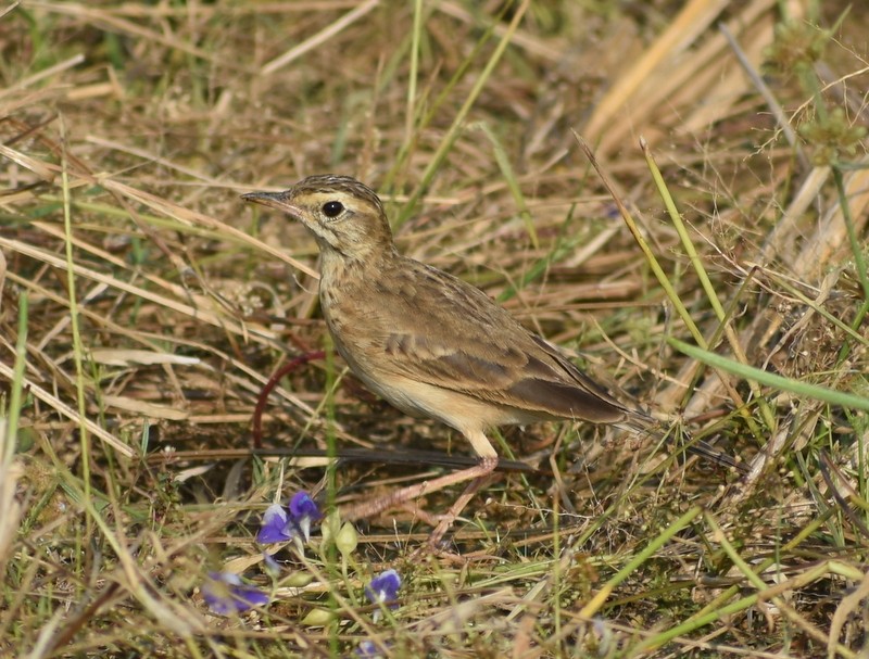 פפיון ערבות - ML646099899