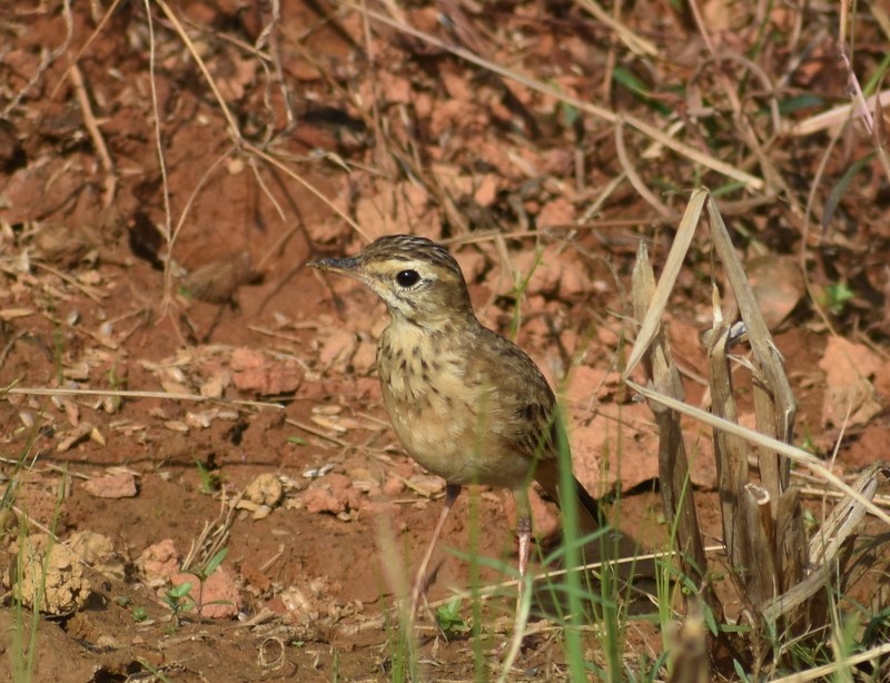 פפיון ערבות - ML646099900