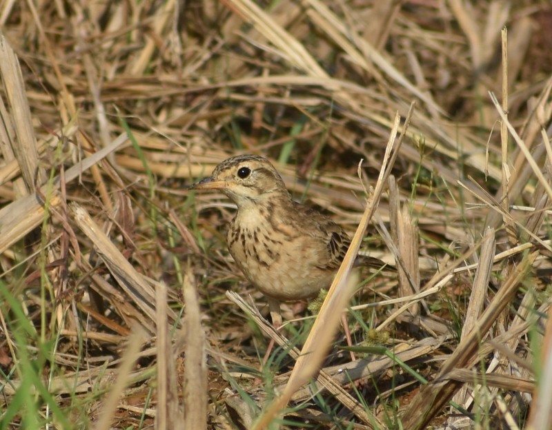 פפיון ערבות - ML646099901