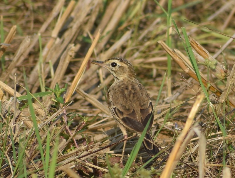 פפיון ערבות - ML646099902