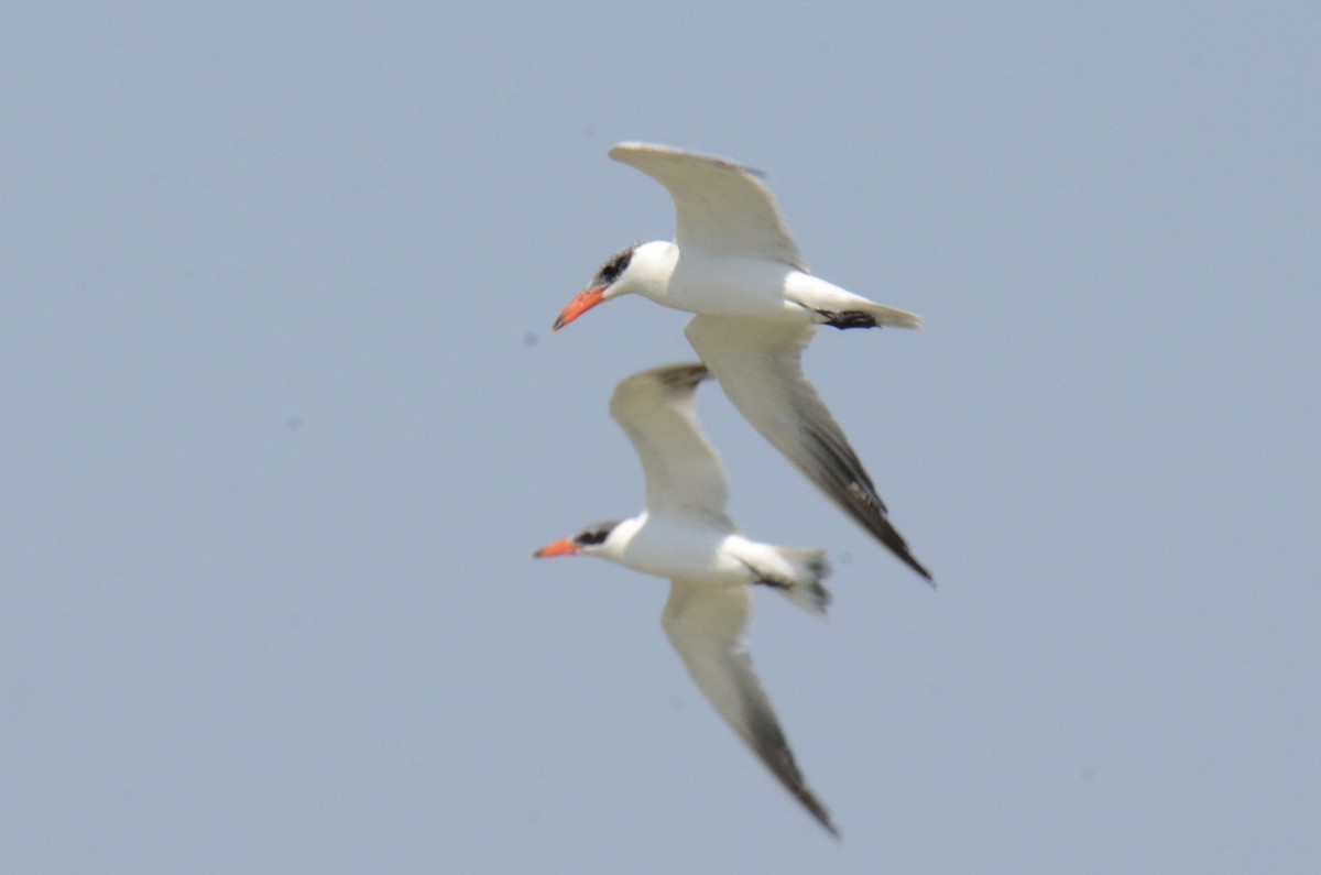 Hazar Sumrusu - ML646099904