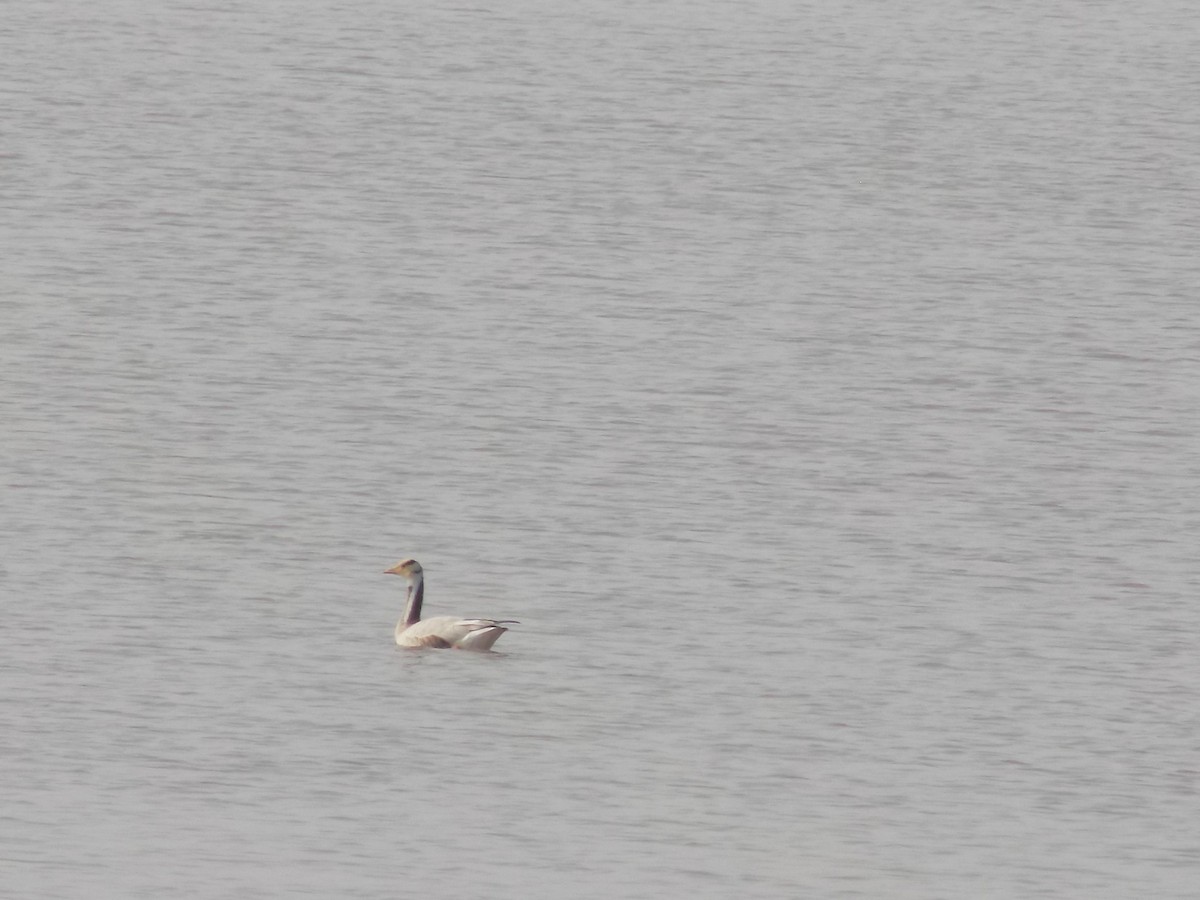 Oie à tête barrée - ML646099910