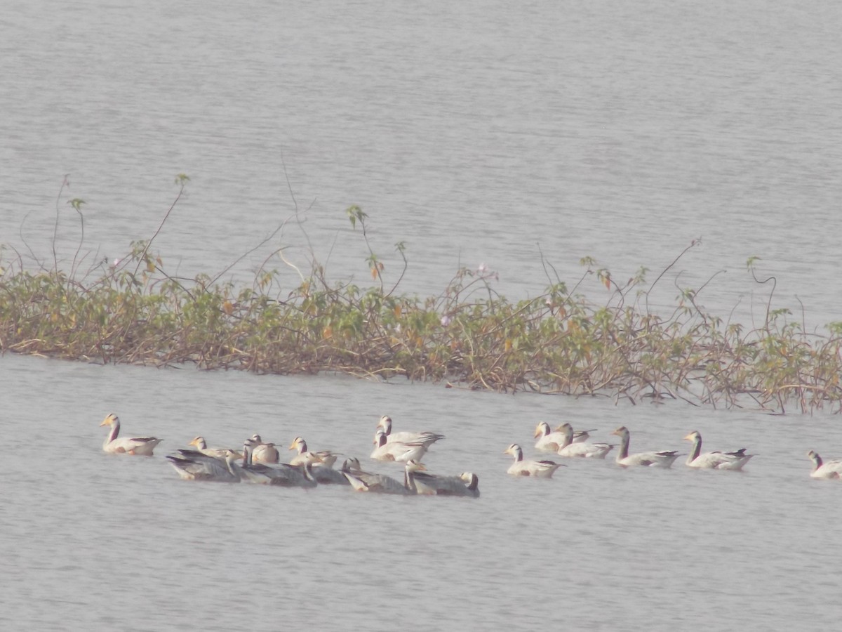 Oie à tête barrée - ML646099911