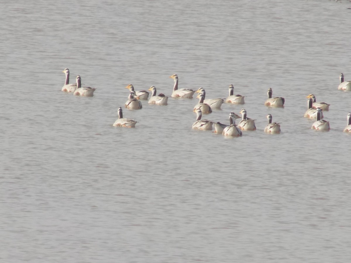 Oie à tête barrée - ML646099912