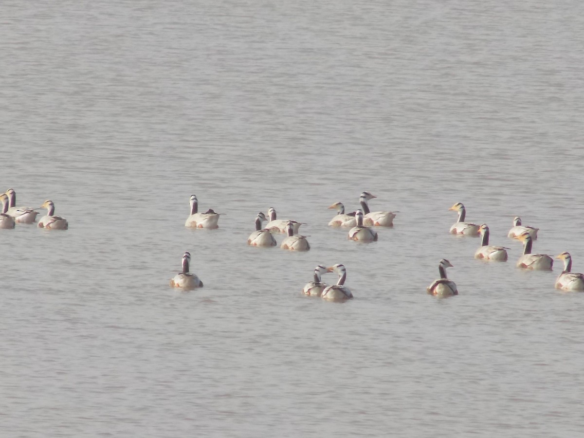 Oie à tête barrée - ML646099913