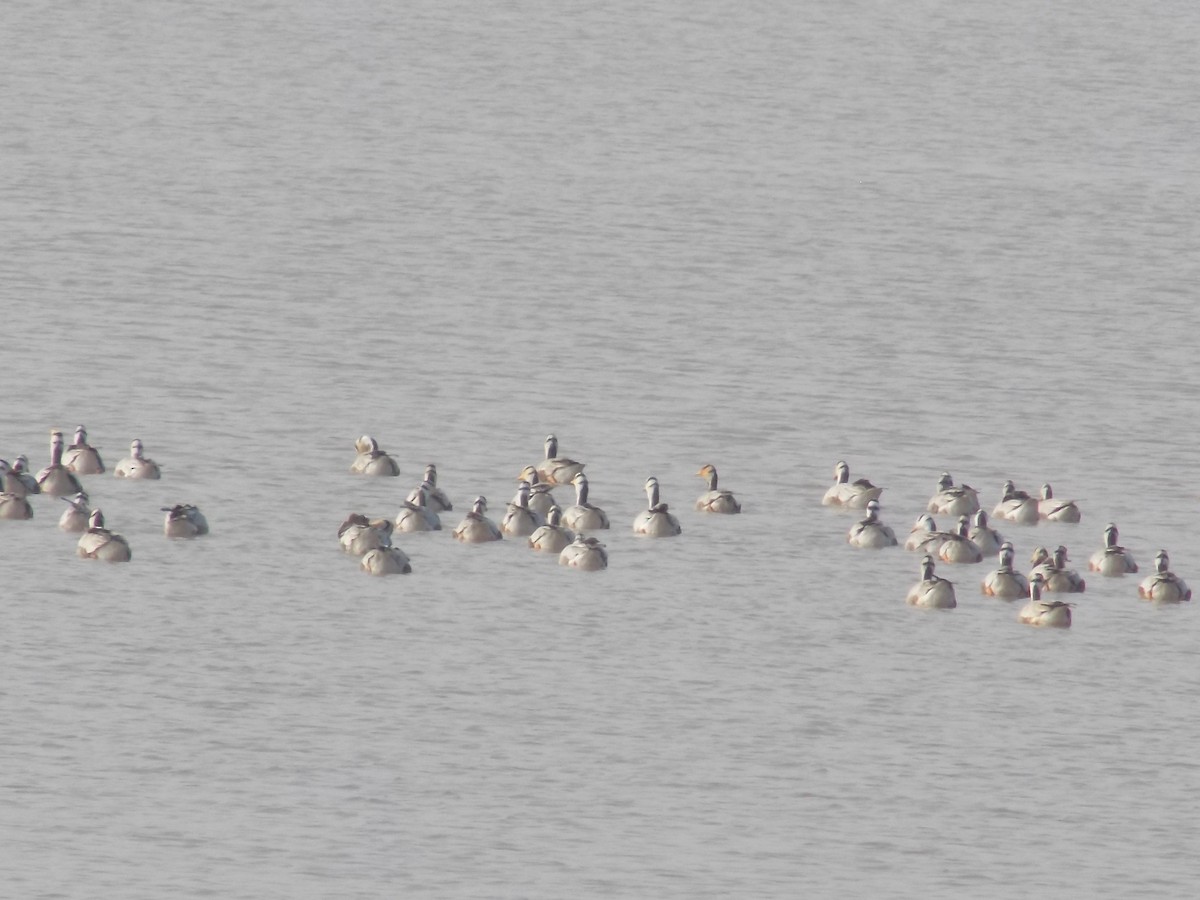 Oie à tête barrée - ML646099914