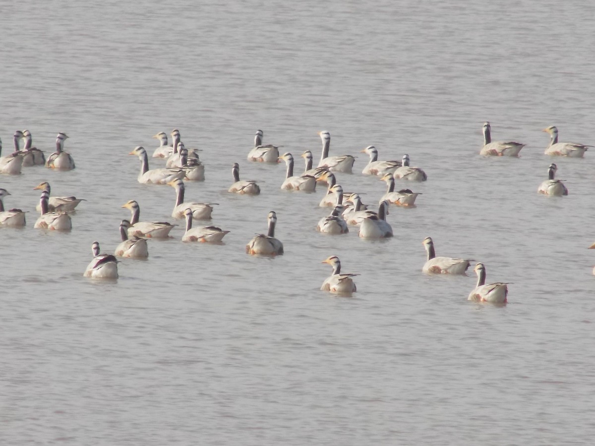 Oie à tête barrée - ML646099915