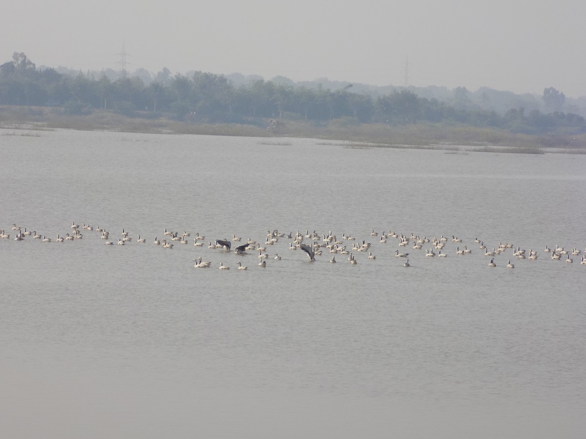 Oie à tête barrée - ML646099916