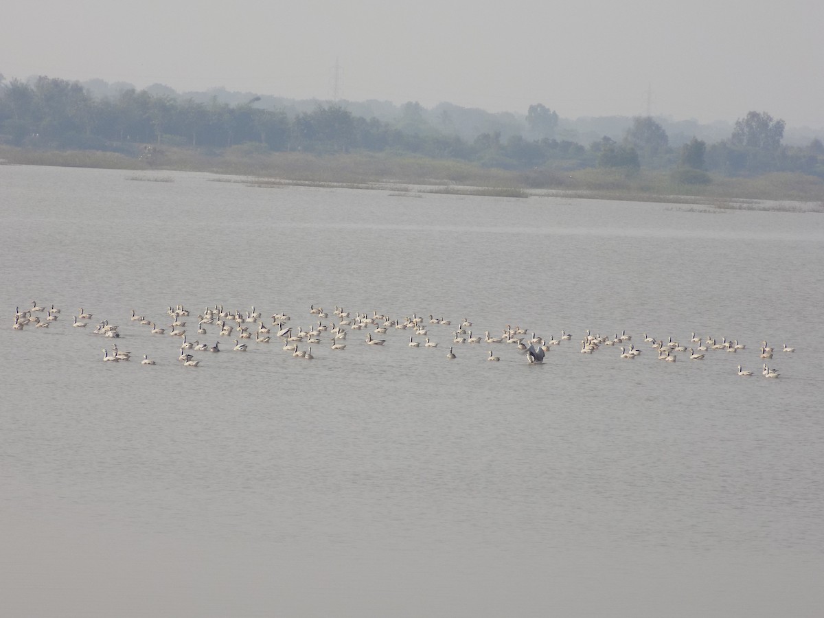 Oie à tête barrée - ML646099917