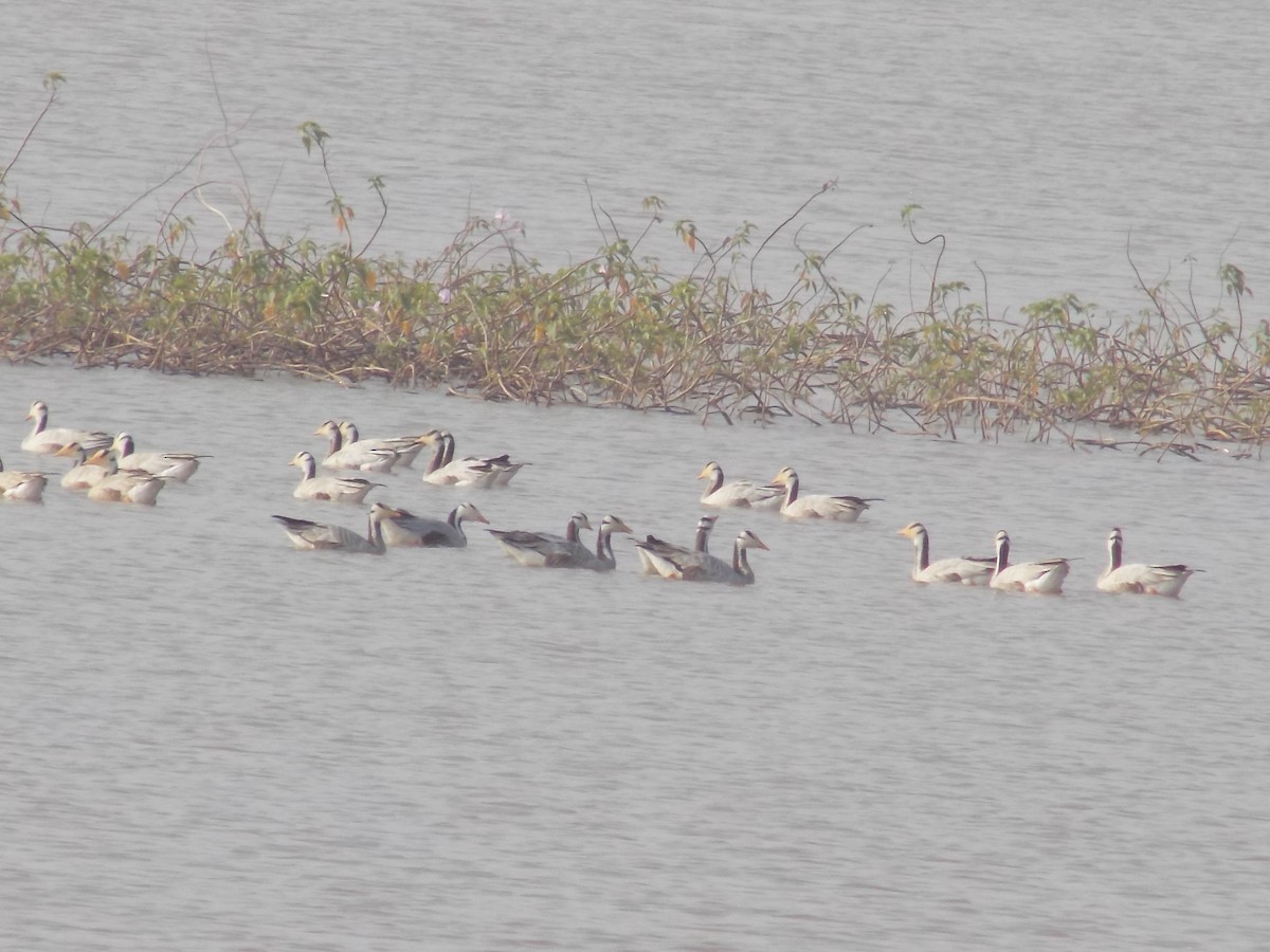 Oie à tête barrée - ML646099918