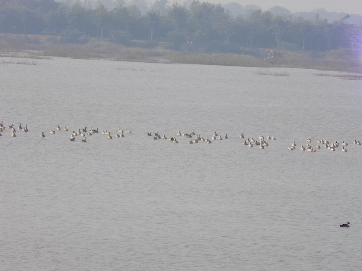 Oie à tête barrée - ML646099919