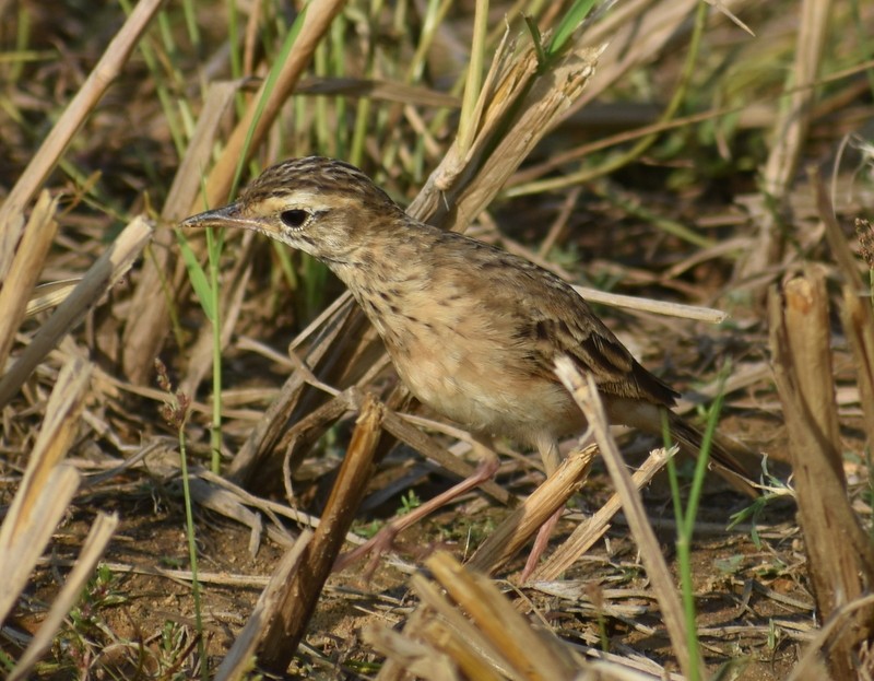 פפיון ערבות - ML646099920