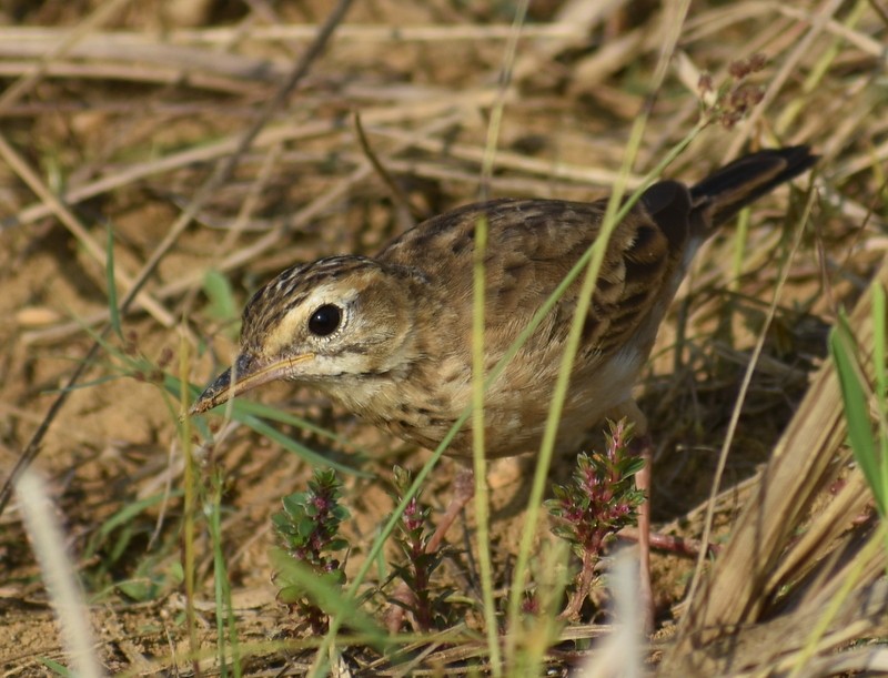 פפיון ערבות - ML646099921
