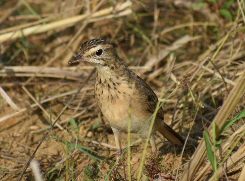 פפיון ערבות - ML646099922