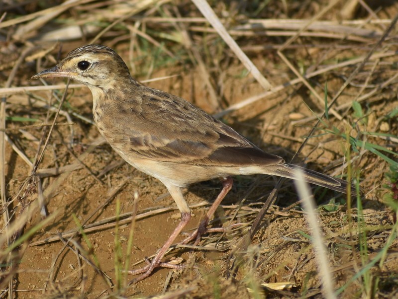 פפיון ערבות - ML646099923