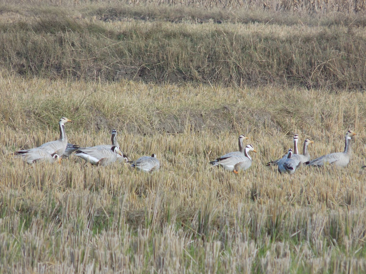 Oie à tête barrée - ML646099924