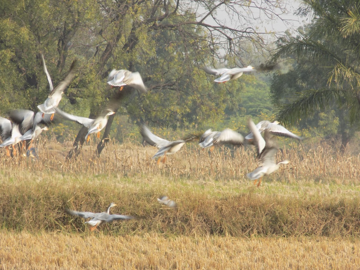 Oie à tête barrée - ML646099925