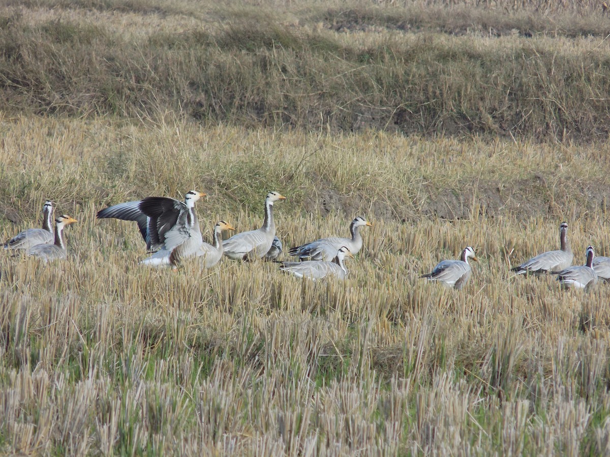 Oie à tête barrée - ML646099926