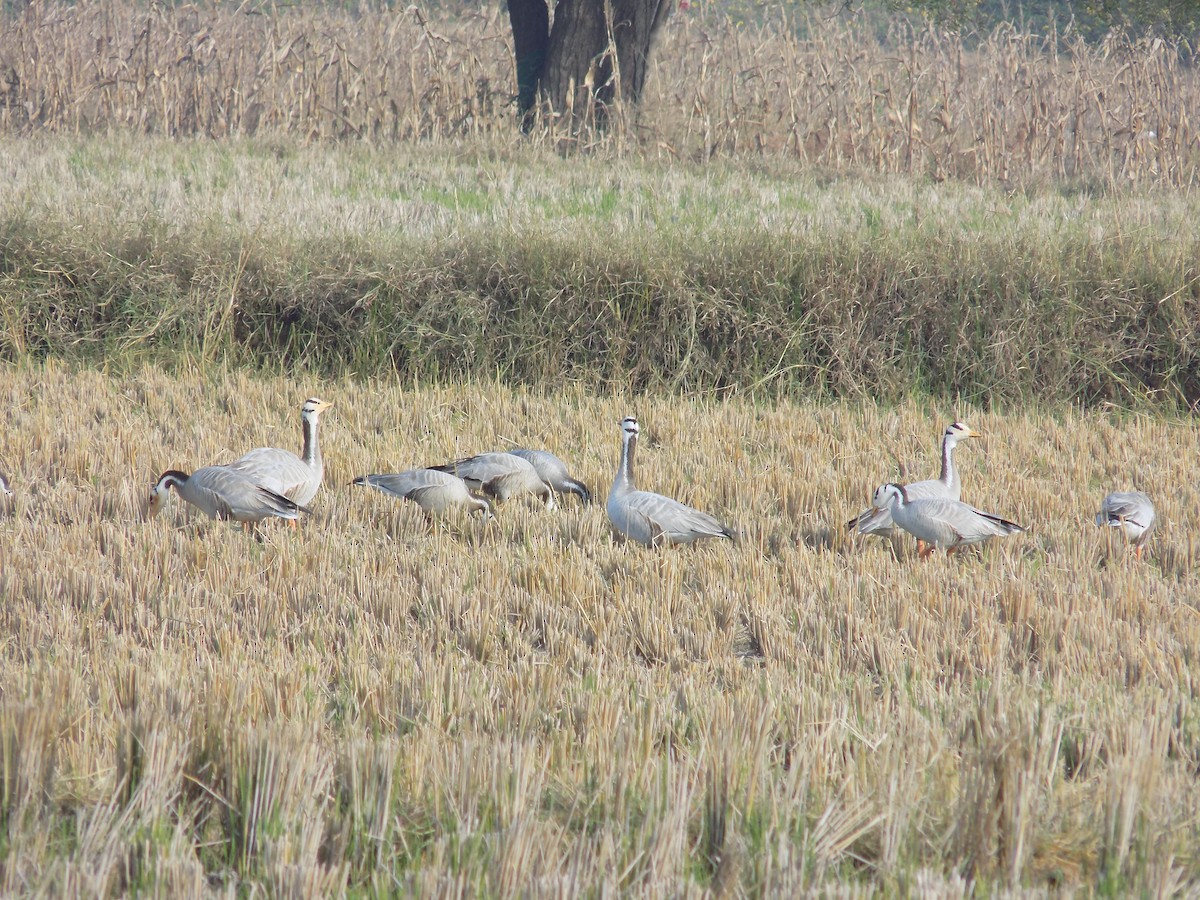 Oie à tête barrée - ML646099927