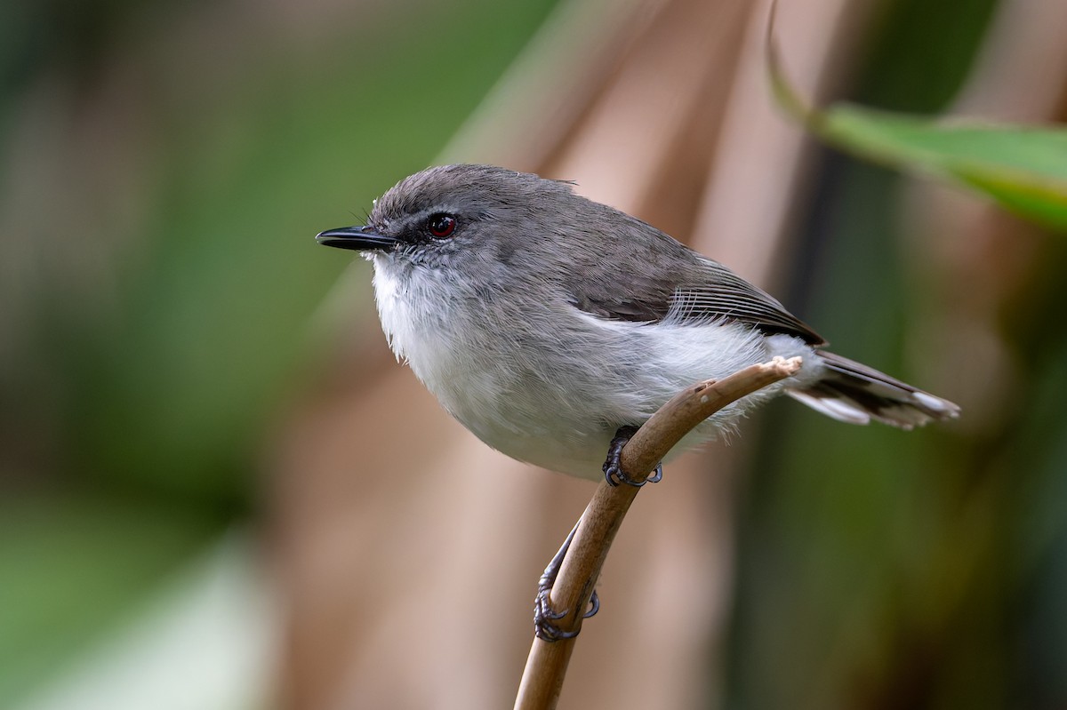 チャイロセンニョムシクイ - ML646099932