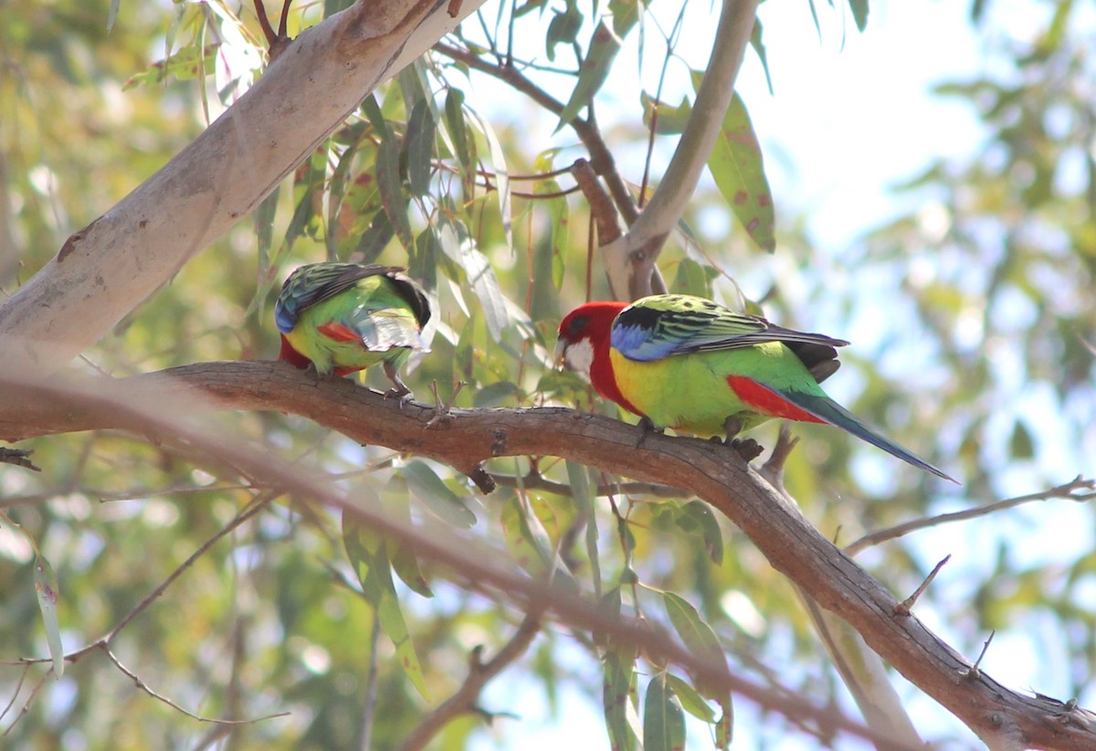 Eastern Rosella - ML646099934