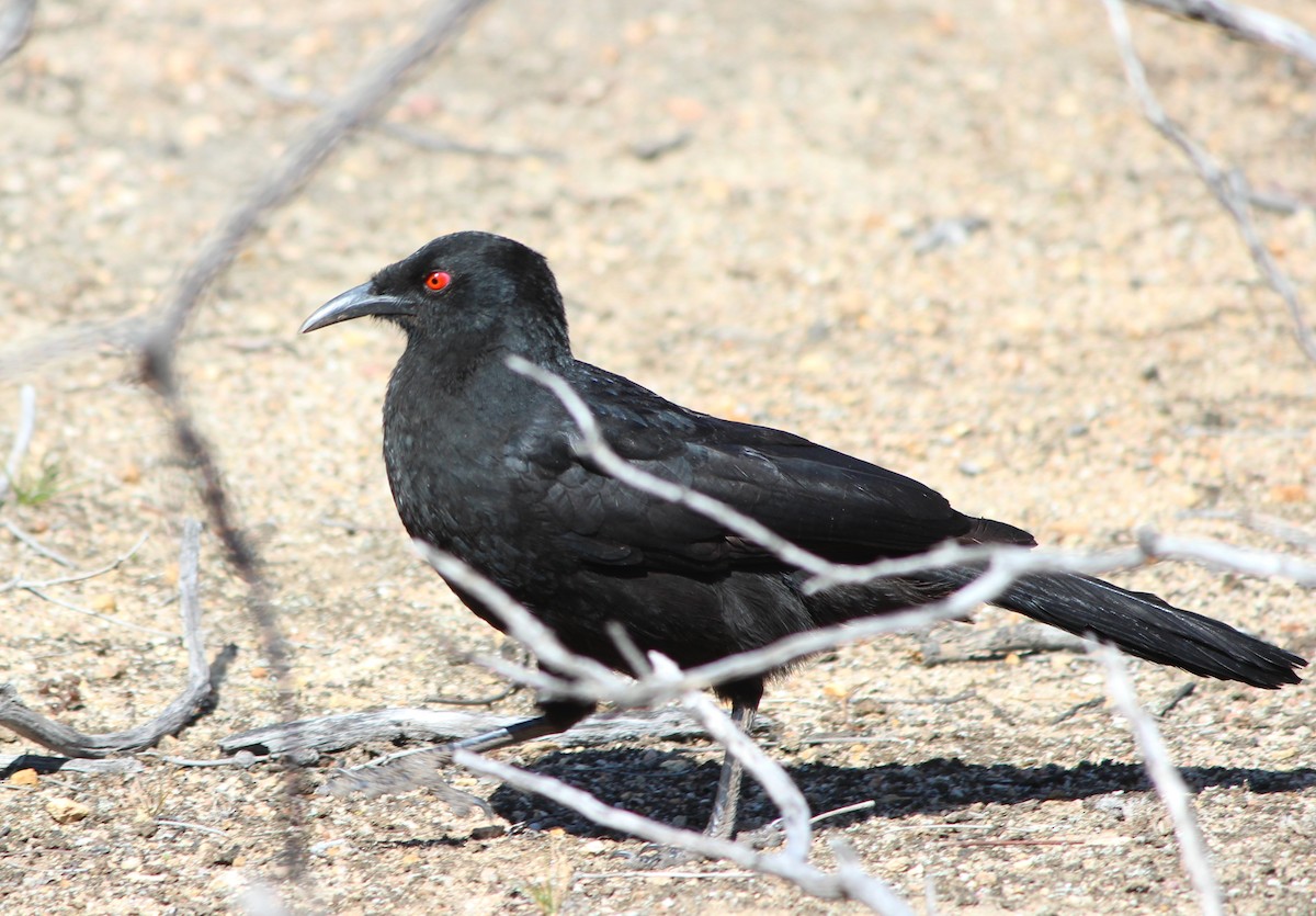 White-winged Chough - ML646099936