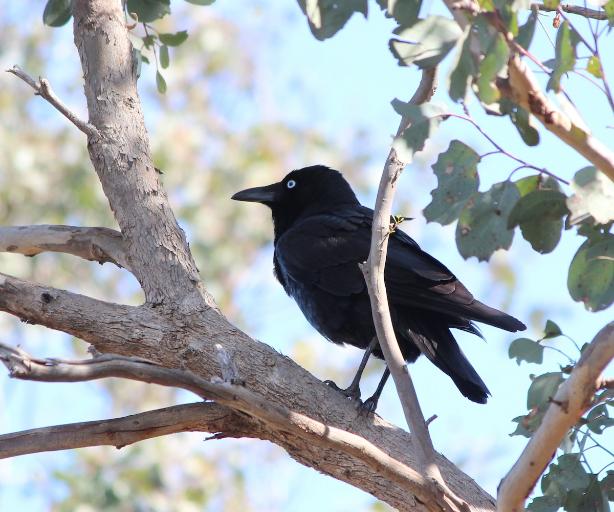 Little Raven - ML646099937