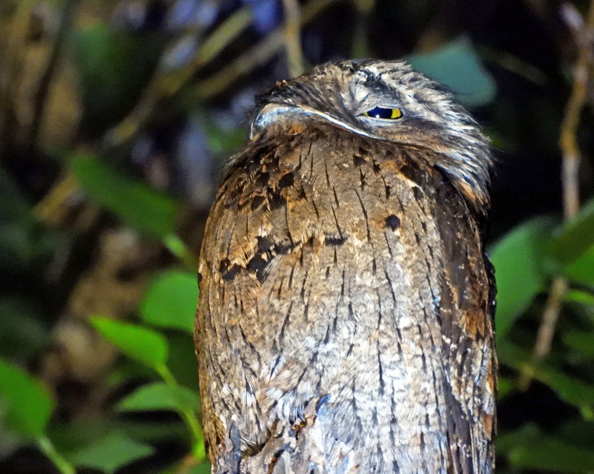 Common Potoo - ML646099951