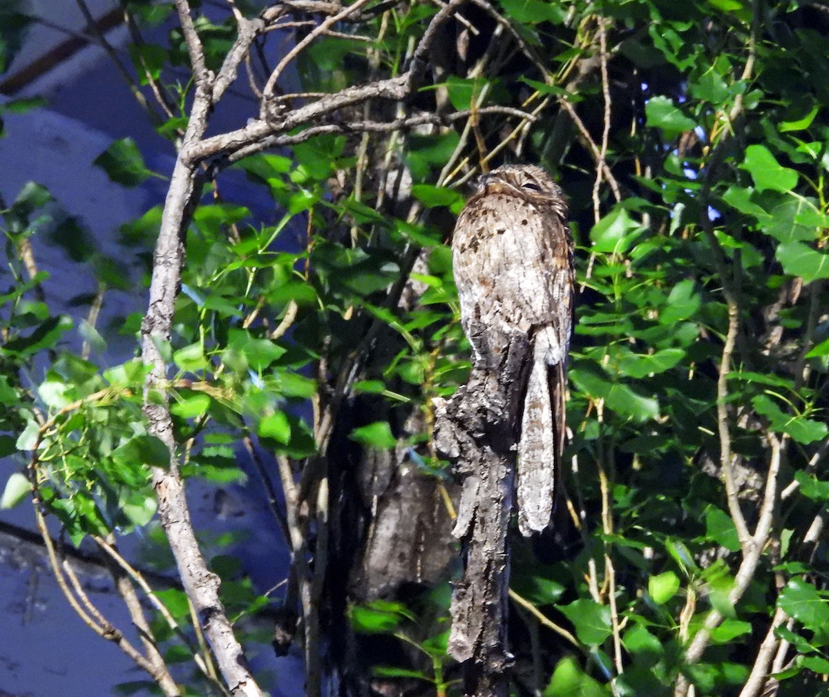 Common Potoo - ML646099954