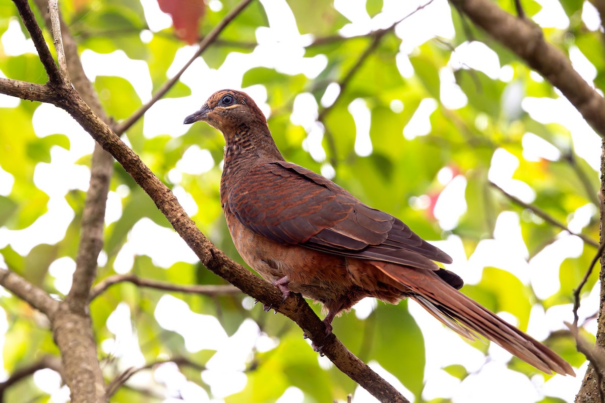 Maronentaube - ML646099959