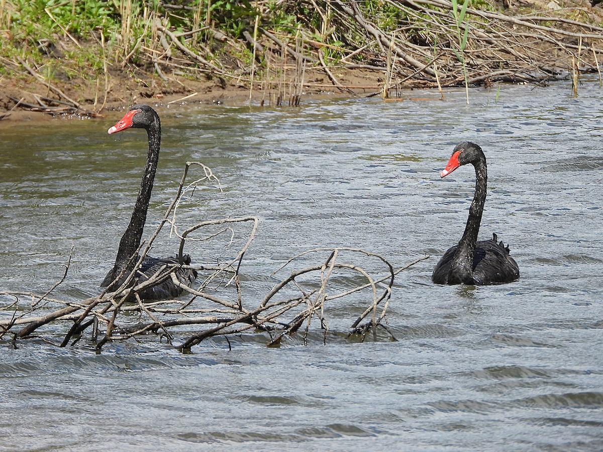 Black Swan - ML646099961