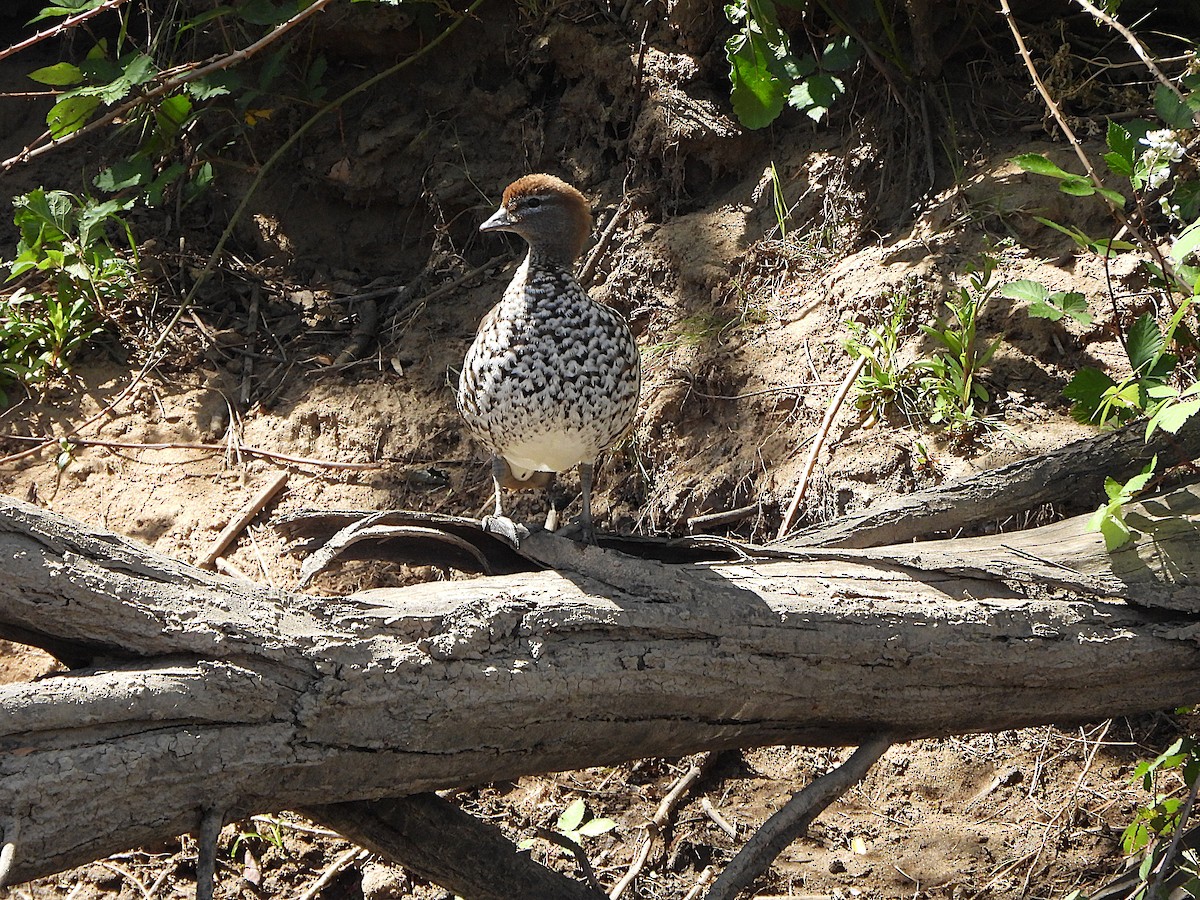 Maned Duck - ML646099969