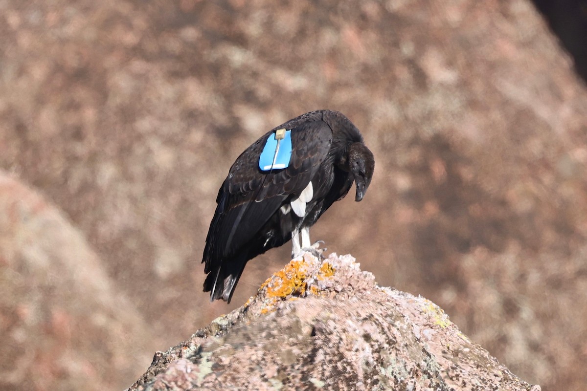 California Condor - ML646099970