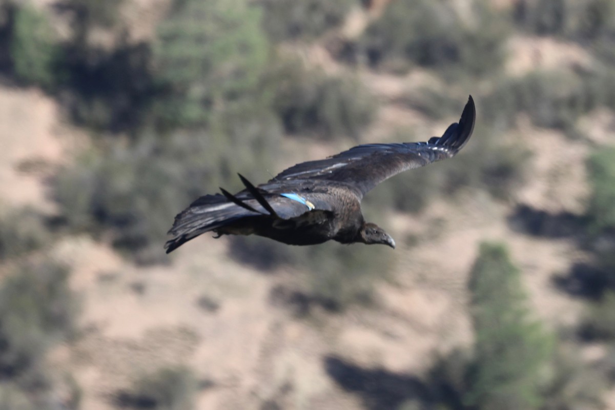 California Condor - ML646099971