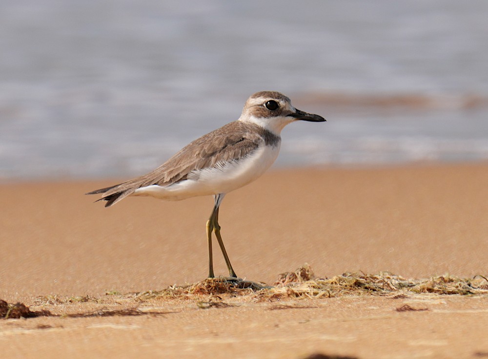 Greater Sand-Plover - ML646099972