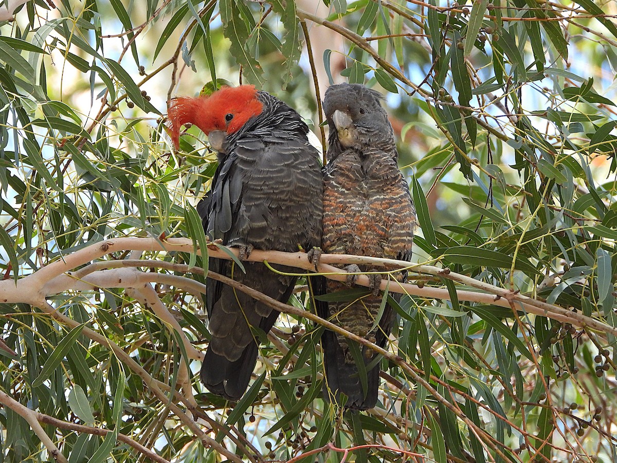 アカサカオウム - ML646099978