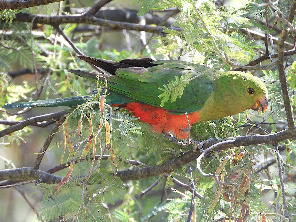 Australian King-Parrot - ML646099981
