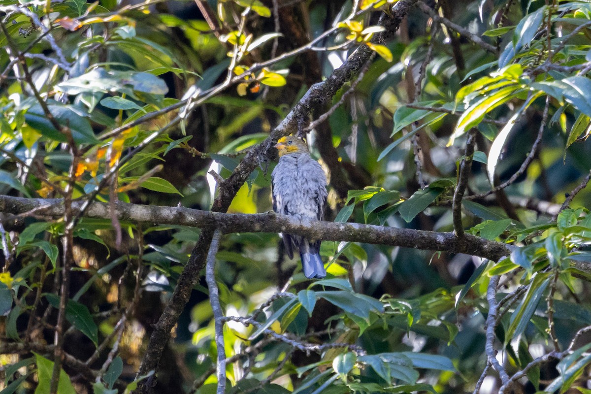 Yellow-rumped Honeyguide - ML646099984