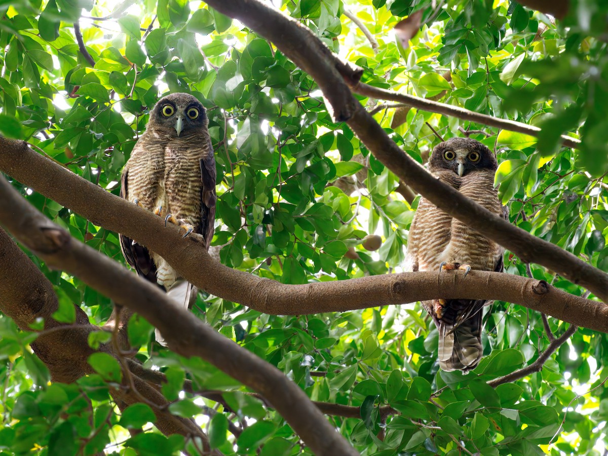 Nínox Rojizo - ML646099986