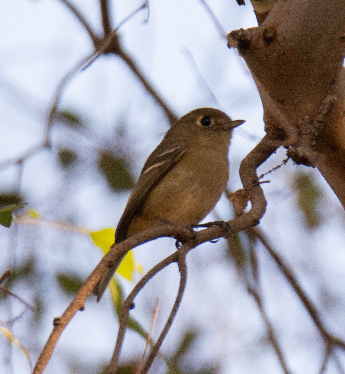 Hutton's Vireo - ML646099987